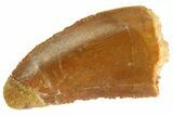 Bargain, Raptor Tooth - Real Dinosaur Tooth #332726-1